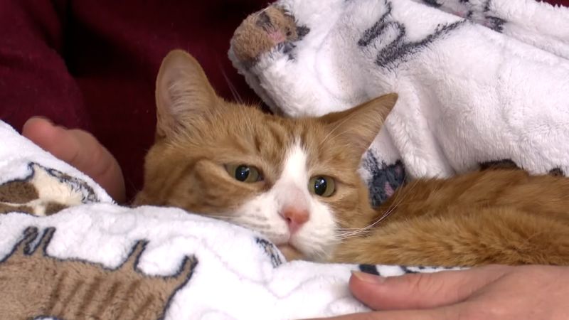 Sofa Surprise: Cat's Incredible Survival After Cross-Country Trip